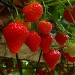 fraises à cueillir en Vendée